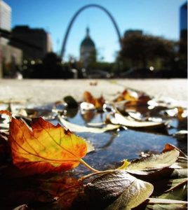 Autumn leaves on the ground with the Gateway Arch in the background.
