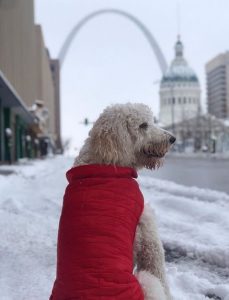 A dog in the snow facing the Gateway Arch and Old Courthouse