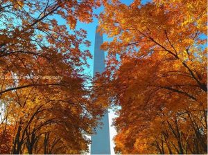 Fall leaves and the Gateway Arch